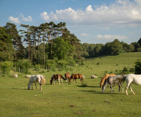 Pâturage des chevaux